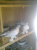 Image0286