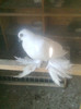 Image0300