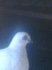 Image0301