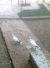 Image0463