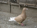 porumbei 037