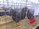 expo