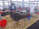 expo