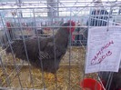expo