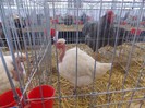 expo