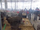 expo