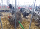 expo