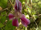 Clematita noiembrie 2012