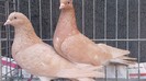 Markizzen Paar 2012