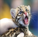 ; - spune ; H-HAI, Ş-RAWWR-TEFF ;333.