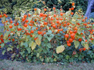 Physalis alkekengi-Papalau