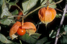 Physalis alkekengi-Papalau