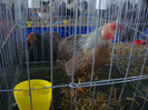DSC08704