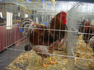 DSC08716
