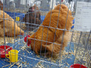 DSC08723