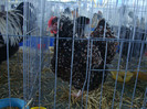 DSC08738