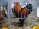 DSC08771