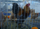 DSC08778