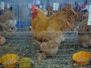DSC08781