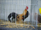 DSC08803