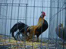 DSC08805