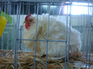 DSC08809
