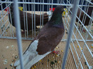DSC08884