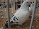 DSC08929
