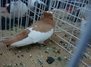 DSC08987