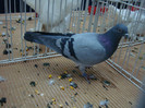 DSC08992