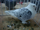 DSC09019