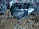 DSC09049