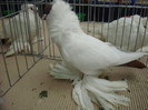 DSC09064