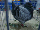 DSC09081
