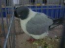 DSC09089