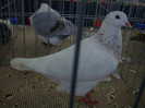 DSC09092