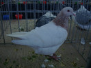 DSC09093
