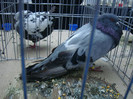 DSC09094