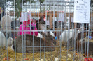 MASCUL UG. DIN LINIA MEA,95 PCT.
