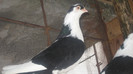 Porumbei Galateni (23)