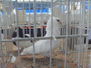 SDC16840