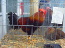 SDC16860