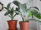 Aechmea fasciata