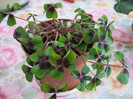 Oxalis