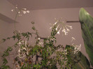 jasminum polianthum