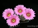 best-echinocereus-websterianus