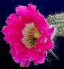 Echinocereus chisoensis ssp. fobeanus.