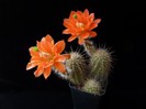 Echinocereus duragensis