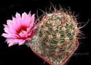 Echinocereus lindsayi