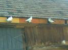 Fotografie0177
